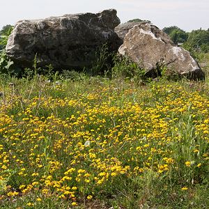 Felsbrocken auf Hornklee-Wiese Felsbrocken auf Hornklee-Wiese