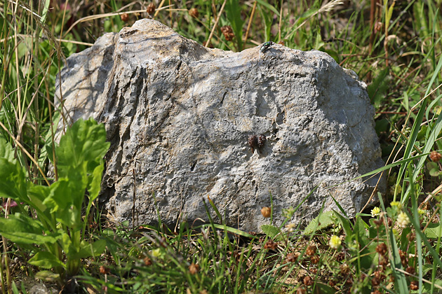 Stein mit 2 Nistzellen von Anthidium strigatum (29.7.2020) Stein mit 2 Nistzellen