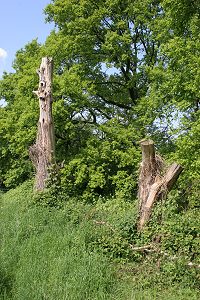 Baunst&auml;mme in Sonne & Wind