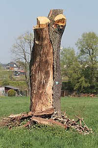 Baumstumpf
