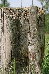 Fra�g&auml;nge in Totholz