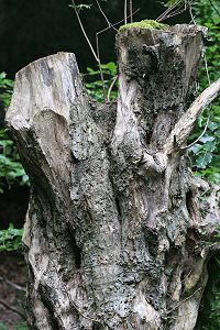 Baumstamm mit Fra�g&auml;ngen