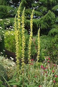 Verbascum nigrum Verbascum nigrum