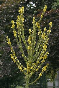 Verbascum densiflorum, 2 Verbascum densiflorum, 2