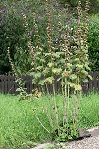 Althaea rosea Althaea rosea