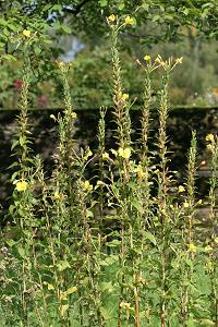 Oenothera biennis Oenothera biennis