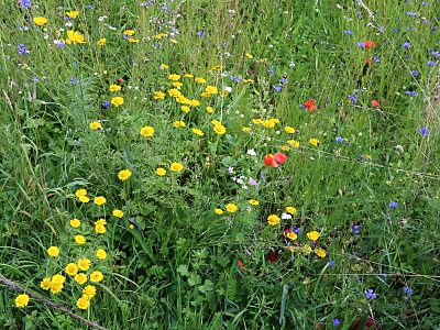 Wildblumenwiese (Gut Ophoven, 23.07.2015) Wildblumenwiese
