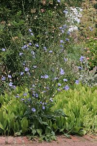 Cichorium intybus Cichorium intybus