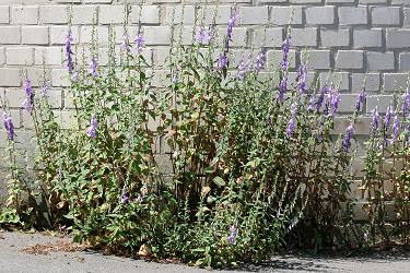 Mauerblümchen Mauerblümchen