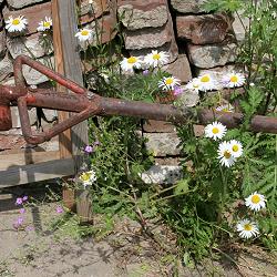 Ruderalfläche mit Margeriten Ruderalfläche mit Margeriten