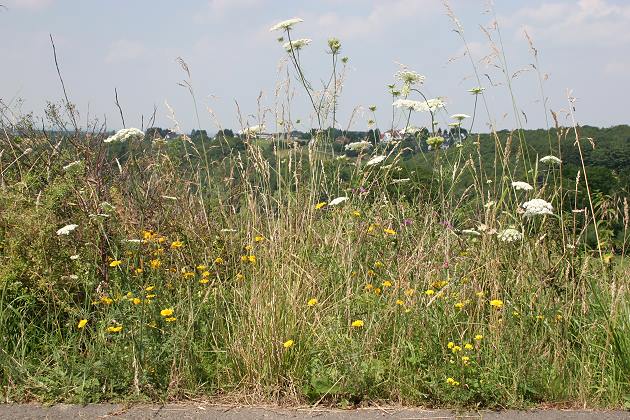 Buphthalmum salicifolium, Daucus carota etc. Buphthalmum salicifolium, Daucus carota etc.