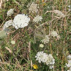 Trockenrasen im Sommer Trockenrasen im Sommer
