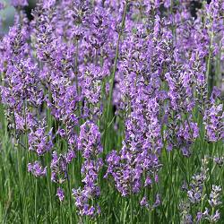 Lavendel Lavendel