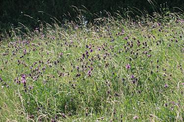 Trockenhang mit Skabiosen-Flockenblume Trockenhang mit Skabiosen-Flockenblume
