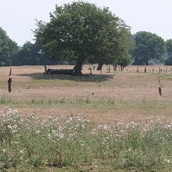 Sandweide bei Hünxe Sandweide bei Hünxe
