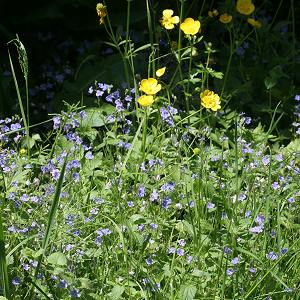Veronica chamaedrys & Ranunculus acris Veronica chamaedrys & Ranunculus acris