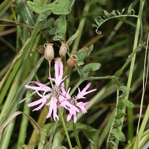 Lychnis flos-cuculi Lychnis flos-cuculi