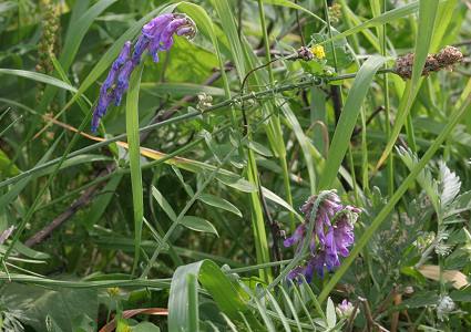Vicia cracca Vicia cracca
