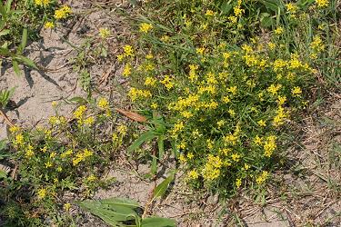 Sumpfkresse (Rorippa spec.) Sumpfkresse (Rorippa spec.)