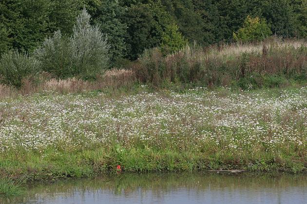 Waldrand mit Margeritenwiese Waldrand mit Margeritenwiese