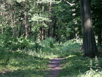 Mischwald mit Waldziest Mischwald mit Waldziest