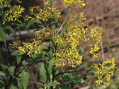 Senecio fuchsii Senecio fuchsii