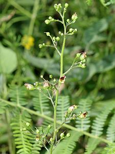 Scrophularia nodosa Scrophularia nodosa