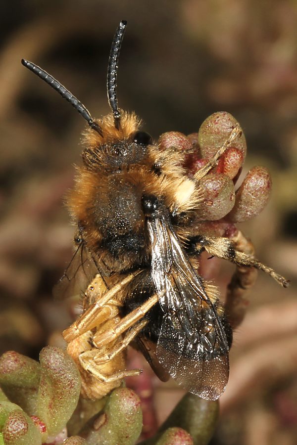 Trauerbiene (Melecta albifrons), von Xysticus spec. erbeutet