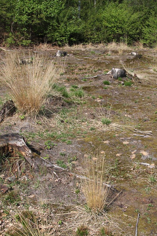 Lichtung mit Tumuli von Colletes cunicularius