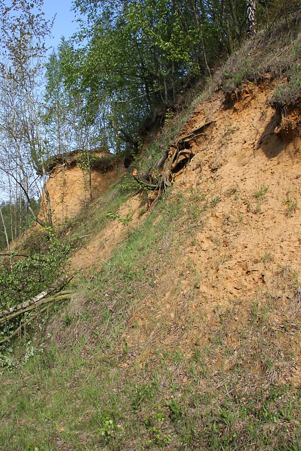 Steilhang in einer Sandgrube