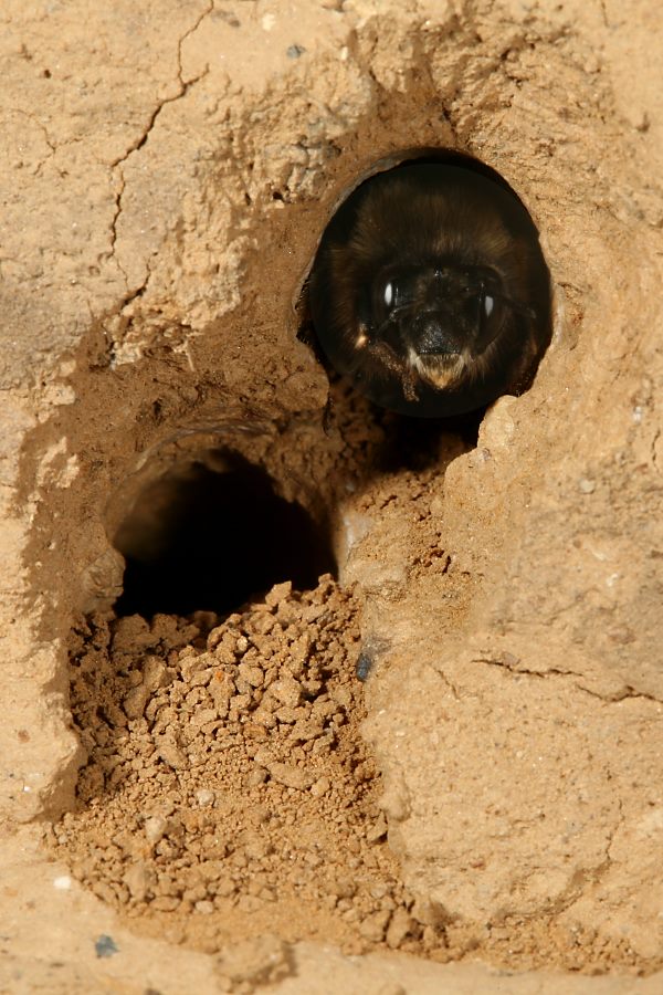 Melecta albifrons in Nistgang von Anthophora plumipes