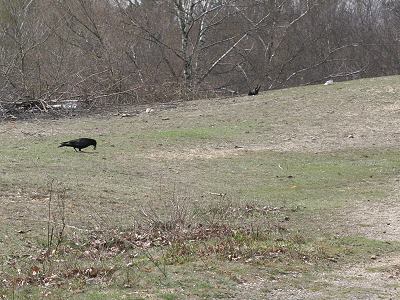 Rabenkr&auml;he in Andrena-vaga-Aggregation