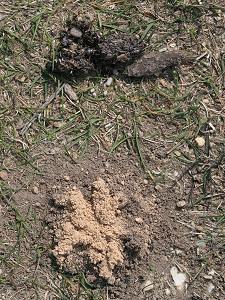 Kot der Rabenkr&auml;he