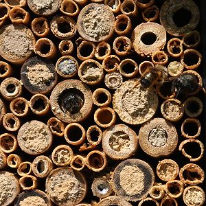 Wildbienenwand: Niststengel, 1