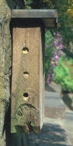 Derselbe Nistblock von der Seite