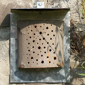 Nistbaumst&uuml;ck mit Bohrungen durch die Rinde