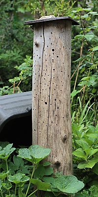 aumstammst&uuml;ck mit Bohrl&ouml;chern