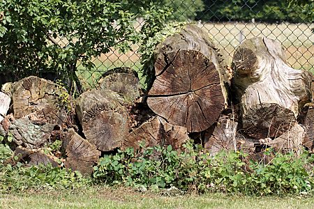 Abgelagerte Totholzst&auml;mme
