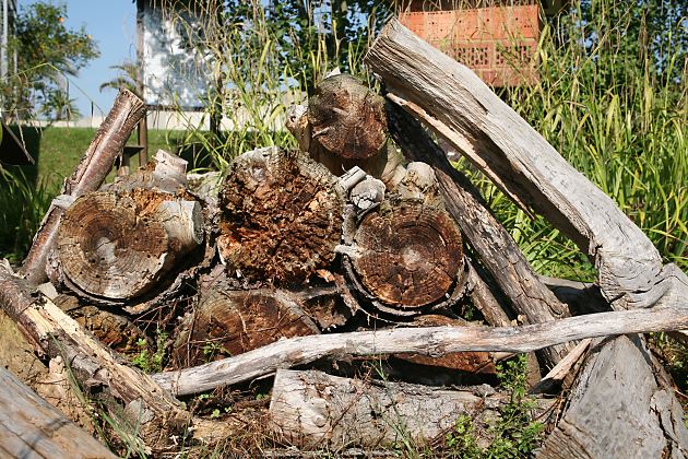 M&uuml;rbes & morsches Totholz