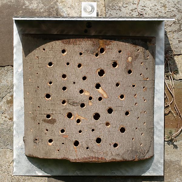 Halbe Baumscheibe mit Löchern quer zur Maserung