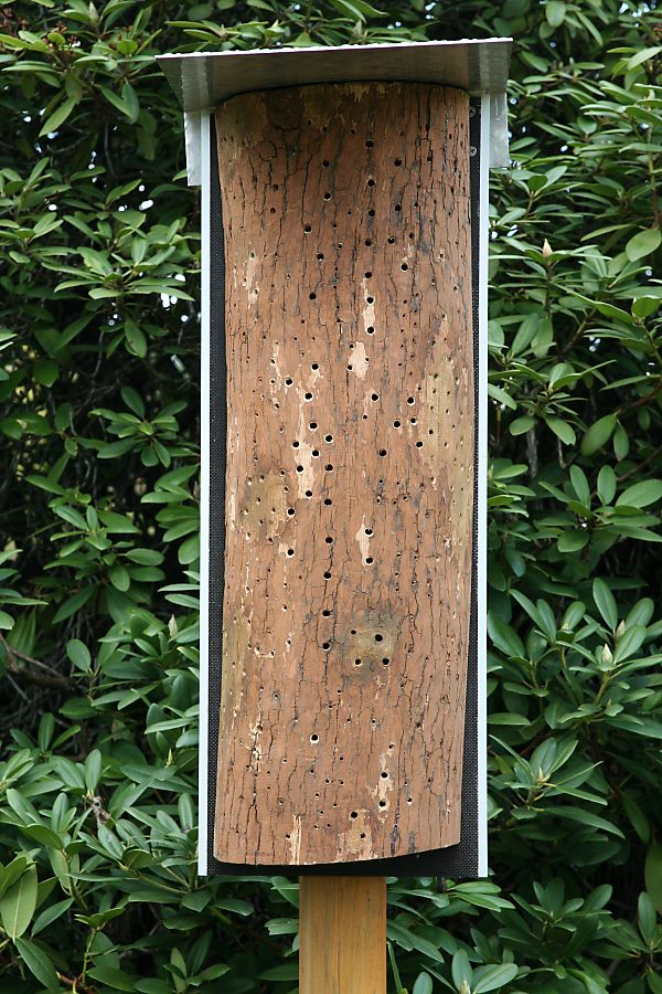 Längs halbierter Eichenstamm mit Bohrungen durch die Borke