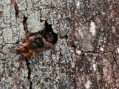 Osmia bicornis, M+W am/im Nest Osmia bicornis, M+W am/im Nest