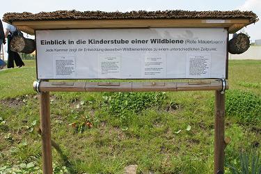 Die Entwicklug des Bieneneies Die Entwicklug des Bieneneies