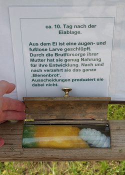 Eine fette Bienenmade am Pollen ... Eine fette Bienenmade am Pollen ...