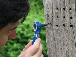 Inspektion mit dem Otoskop Inspektion mit dem Otoskop
