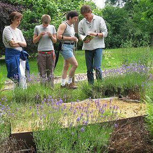 Artenbestimmung am Sandbeet