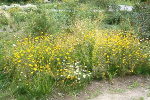 Bienenfreundlicher Wegrand Bienenfreundlicher Wegrand