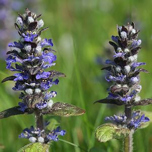 Kriechender G&uuml;nsel