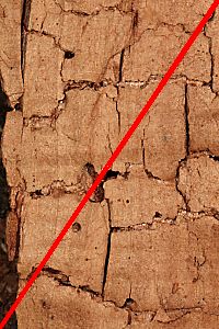 "W&uuml;rfelbruch": Braunfaules Holz