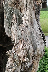 Wei&szlig;faules Holz f&uuml;r "Selbstgr&auml;ber"